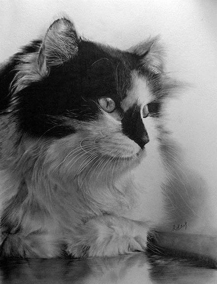 简单几步画一只可爱的小猫，一步一步画一只小猫咪简单（教你快速学会画猫咪）