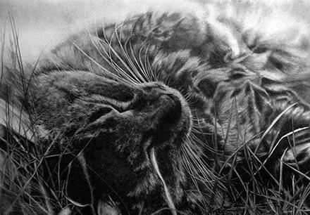 简单几步画一只可爱的小猫，一步一步画一只小猫咪简单（教你快速学会画猫咪）
