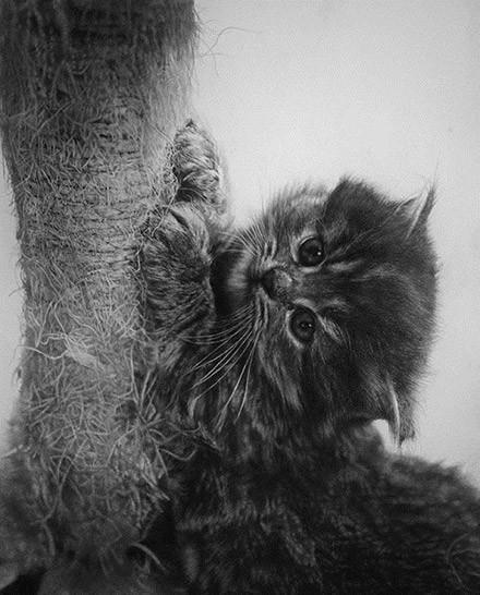简单几步画一只可爱的小猫，一步一步画一只小猫咪简单（教你快速学会画猫咪）
