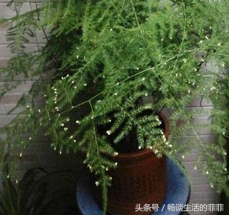 文竹开花寓意什么兆头,文竹开花有什么兆头(文竹开花是凶兆) 文竹开花寓意什么兆头,文竹开花有什么兆头(文竹开花是凶兆)