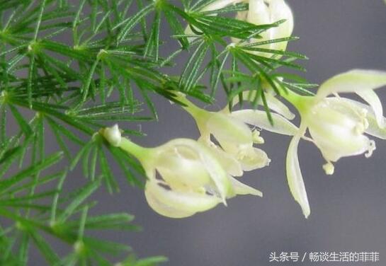 文竹开花寓意什么兆头,文竹开花有什么兆头(文竹开花是凶兆) 文竹开花寓意什么兆头,文竹开花有什么兆头(文竹开花是凶兆)
