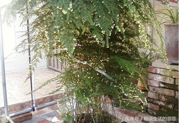 文竹开花寓意什么兆头,文竹开花有什么兆头(文竹开花是凶兆) 文竹开花寓意什么兆头,文竹开花有什么兆头(文竹开花是凶兆)