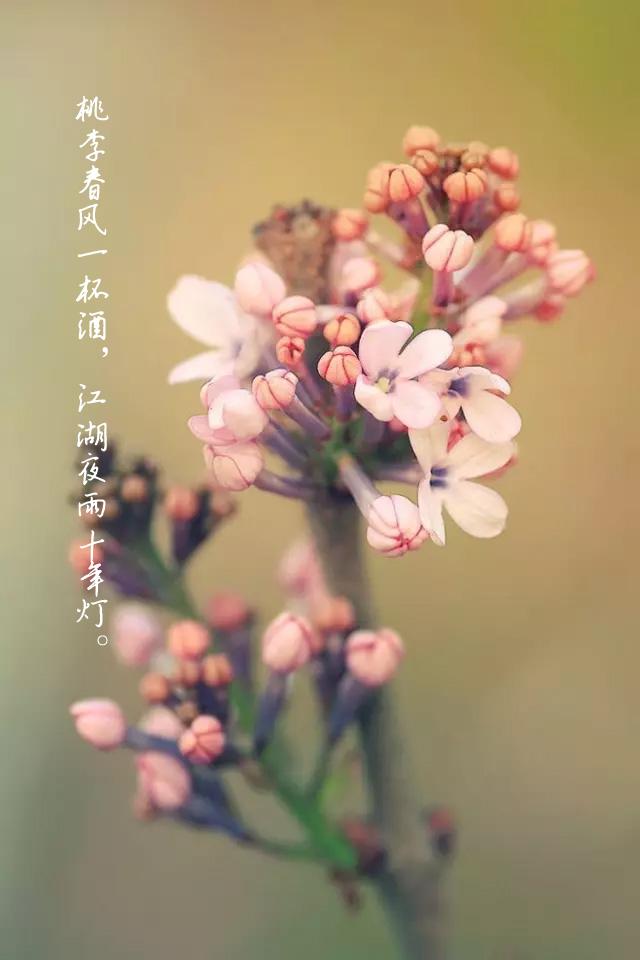 落红不是无情物化作春泥更护花是什么意思，落红不是无情物化作春泥更护花是什么意思写的那种事物（化作春泥更护花：因为一句诗）