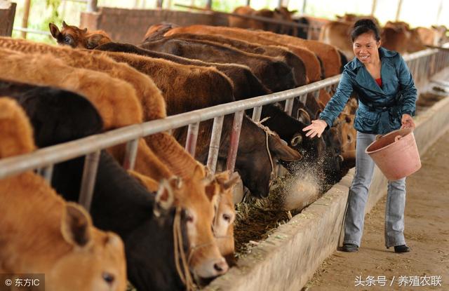 肉牛养殖技术，肉牛养殖技术大全料与管理（肉牛圈养育肥五窍门）