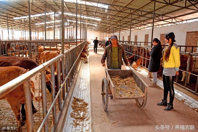 肉牛养殖技术，肉牛养殖技术大全料与管理（肉牛圈养育肥五窍门）
