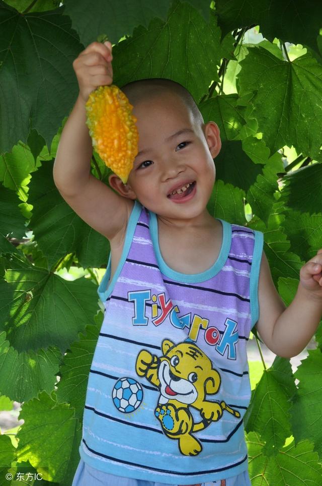 清炒苦瓜，这种苦瓜成熟后通体金黄（清炒苦瓜要焯水吗）