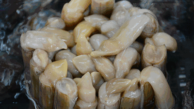圣子和蛏子的区别，蛏子还是圣子