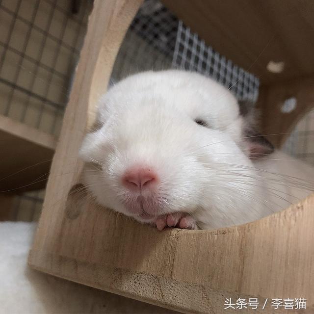 龙猫是什么动物，为什么会有龙猫宝宝这么可爱的宠物