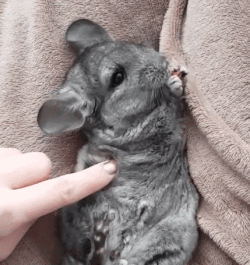 龙猫是什么动物，为什么会有龙猫宝宝这么可爱的宠物