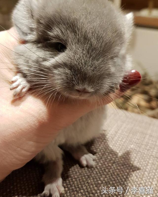 龙猫是什么动物，为什么会有龙猫宝宝这么可爱的宠物