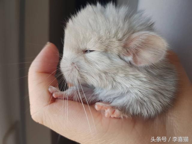 龙猫是什么动物，为什么会有龙猫宝宝这么可爱的宠物