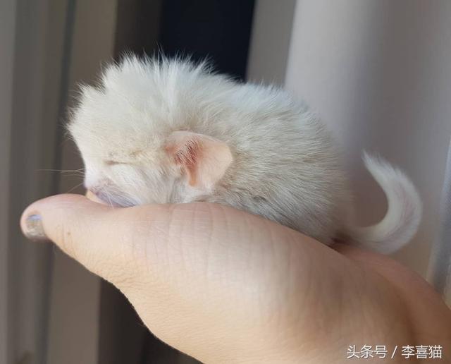 龙猫是什么动物，为什么会有龙猫宝宝这么可爱的宠物