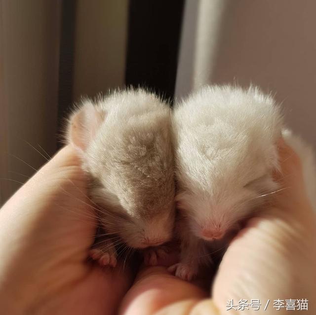 龙猫是什么动物，为什么会有龙猫宝宝这么可爱的宠物