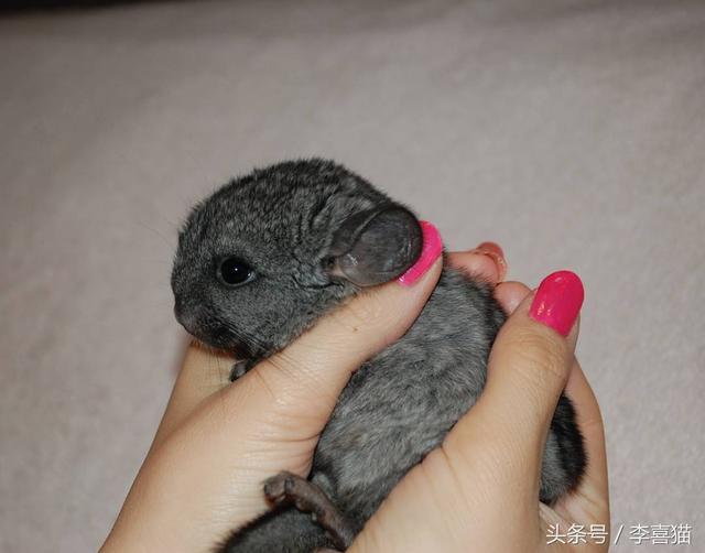龙猫是什么动物，为什么会有龙猫宝宝这么可爱的宠物