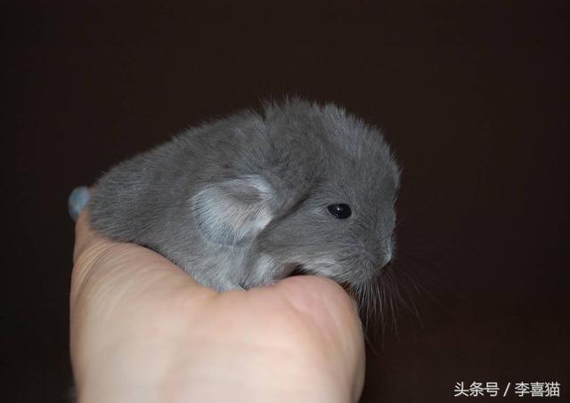 龙猫是什么动物，为什么会有龙猫宝宝这么可爱的宠物