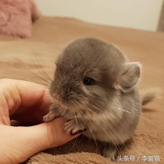 龙猫是什么动物，为什么会有龙猫宝宝这么可爱的宠物