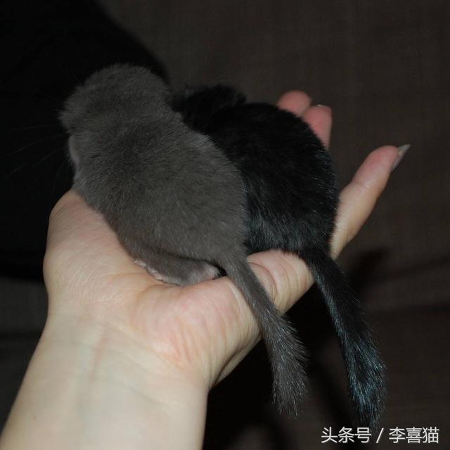 龙猫是什么动物，为什么会有龙猫宝宝这么可爱的宠物