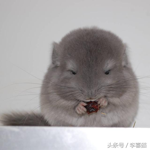 龙猫是什么动物，为什么会有龙猫宝宝这么可爱的宠物