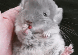 龙猫是什么动物，为什么会有龙猫宝宝这么可爱的宠物