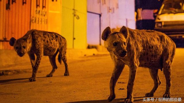 鬼獒对战藏獒，鬣狗与藏獒打一架