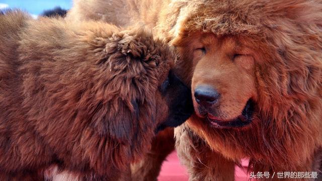 鬼獒对战藏獒，鬣狗与藏獒打一架