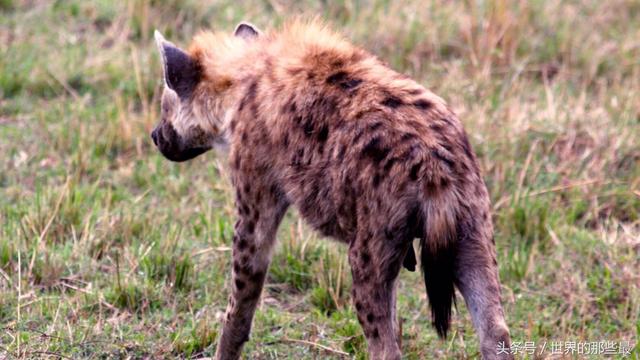 鬼獒对战藏獒，鬣狗与藏獒打一架