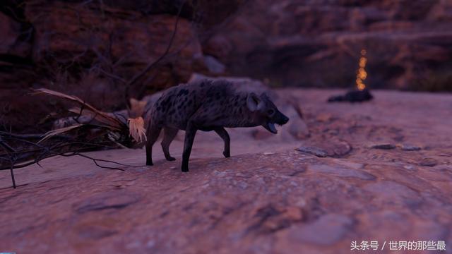 鬼獒对战藏獒，鬣狗与藏獒打一架