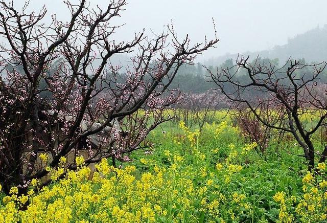 宿新市徐公店杨万里，古诗词宿新市徐公店杨万里（美景《宿新市徐公店》杨万里）