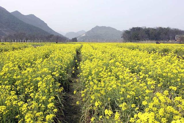 宿新市徐公店杨万里，古诗词宿新市徐公店杨万里（美景《宿新市徐公店》杨万里）