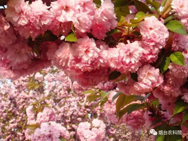 春天，在农博园的“花花世界”等你