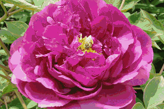 春天，在农博园的“花花世界”等你