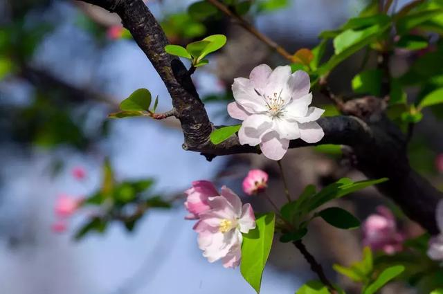 海棠花的經典詩句,寫海棠的詩詞名句(18首海棠詩:百花之尊)