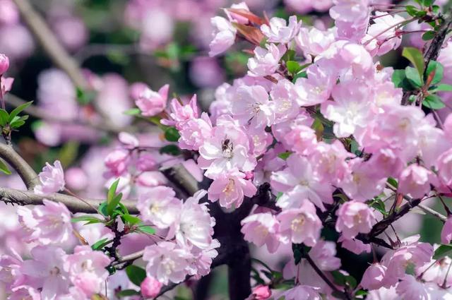 海棠花的經典詩句,寫海棠的詩詞名句(18首海棠詩:百花之尊)