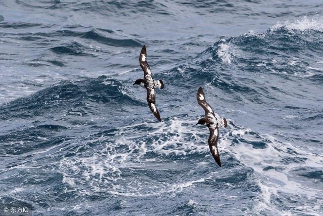 高尔基的全名是什么，高尔基全名叫什么（俄罗斯文坛伟人——高尔基）