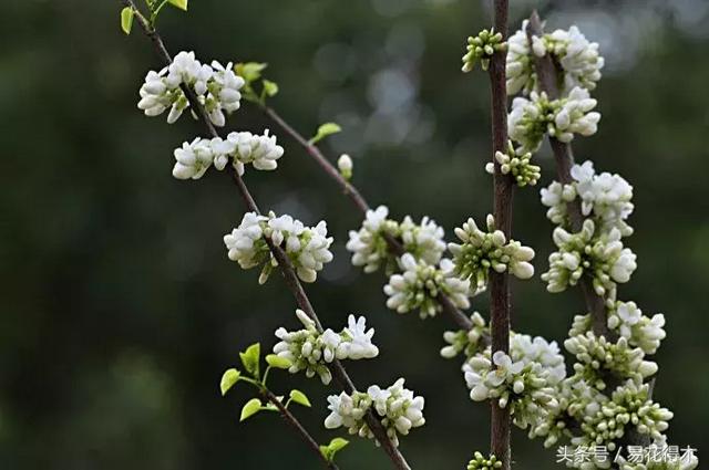 香港的市花是什么，香港的市花是啥（香港区花紫荆花和北方紫荆花的区别辨识）