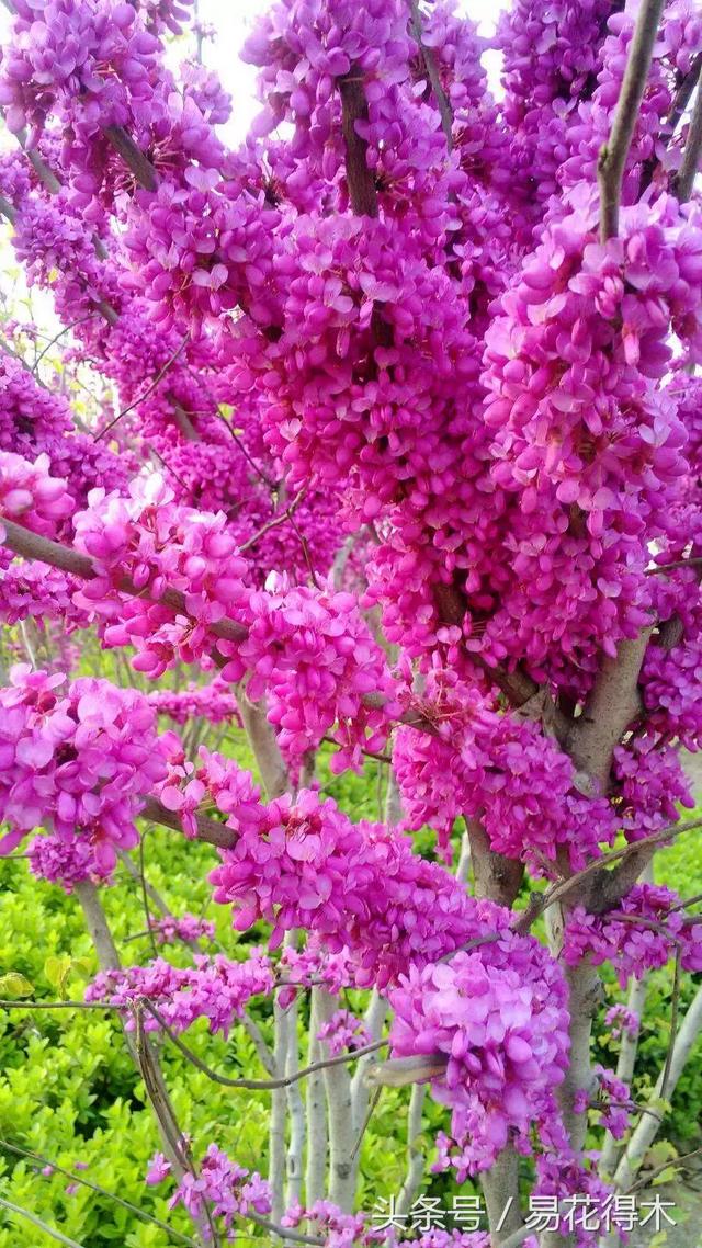 香港的市花是什么，香港的市花是啥（香港区花紫荆花和北方紫荆花的区别辨识）