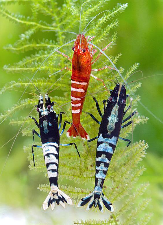 什么观赏虾最好养，宠物虾种类指南（你听说过观赏虾吗）