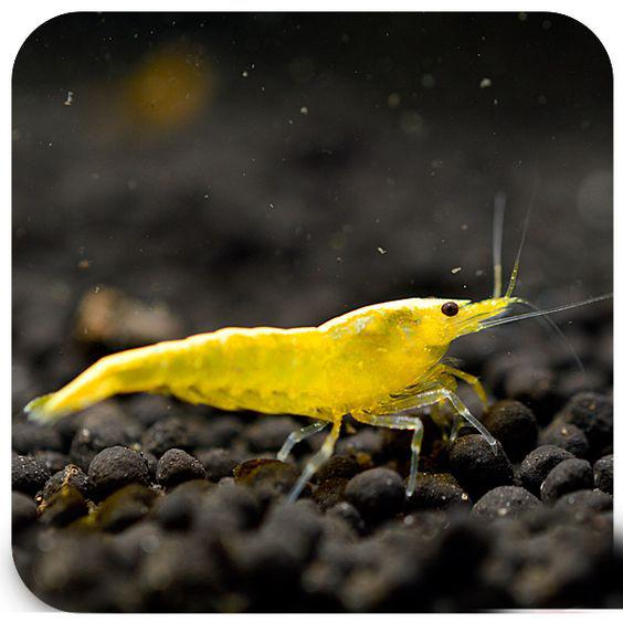 什么观赏虾最好养，宠物虾种类指南（你听说过观赏虾吗）