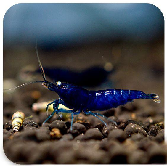 什么观赏虾最好养，宠物虾种类指南（你听说过观赏虾吗）