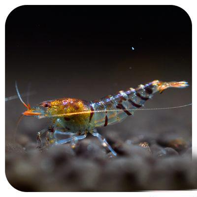 什么观赏虾最好养，宠物虾种类指南（你听说过观赏虾吗）