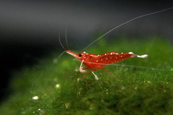 什么观赏虾最好养，宠物虾种类指南（你听说过观赏虾吗）