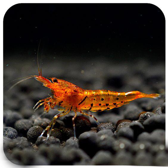 什么观赏虾最好养，宠物虾种类指南（你听说过观赏虾吗）