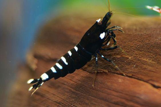 什么观赏虾最好养，宠物虾种类指南（你听说过观赏虾吗）