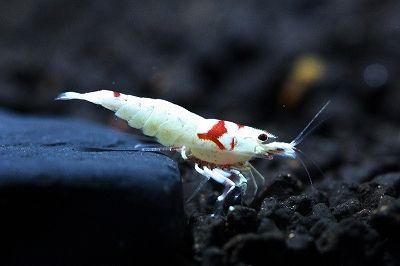 什么观赏虾最好养，宠物虾种类指南（你听说过观赏虾吗）