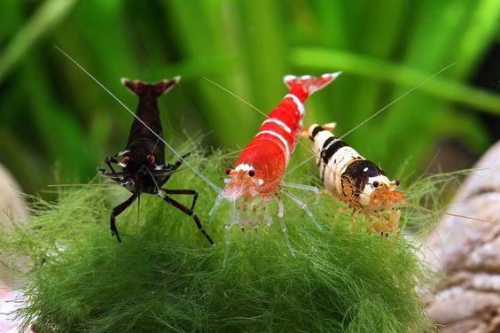 什么观赏虾最好养，宠物虾种类指南（你听说过观赏虾吗）