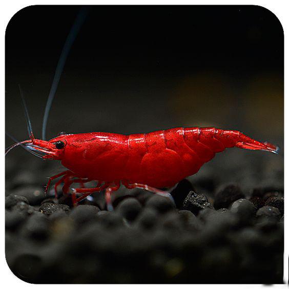 什么观赏虾最好养，宠物虾种类指南（你听说过观赏虾吗）