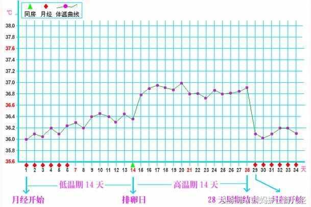 如何查看排卵期，如何准确的知道自己的排卵期（用这几种方法算出自己的排卵期）