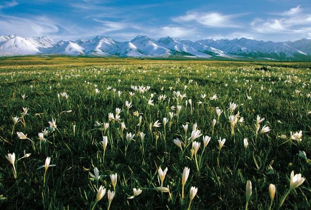 爱情鸟歌词，爱情鸟歌词易烊千玺（巴特尔·邓勇《野百合》）