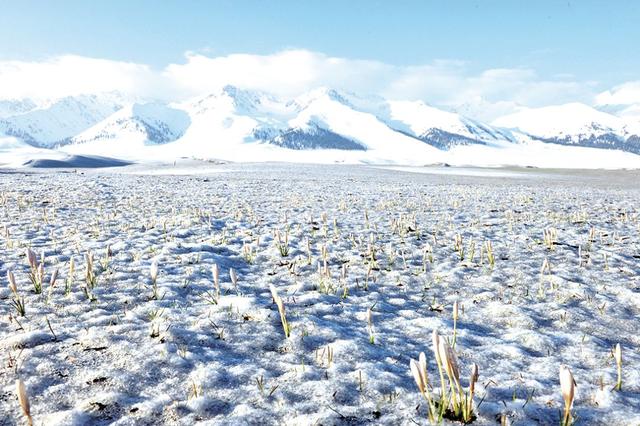 爱情鸟歌词，爱情鸟歌词易烊千玺（巴特尔·邓勇《野百合》）