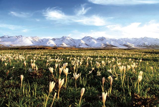 爱情鸟歌词，爱情鸟歌词易烊千玺（巴特尔·邓勇《野百合》）